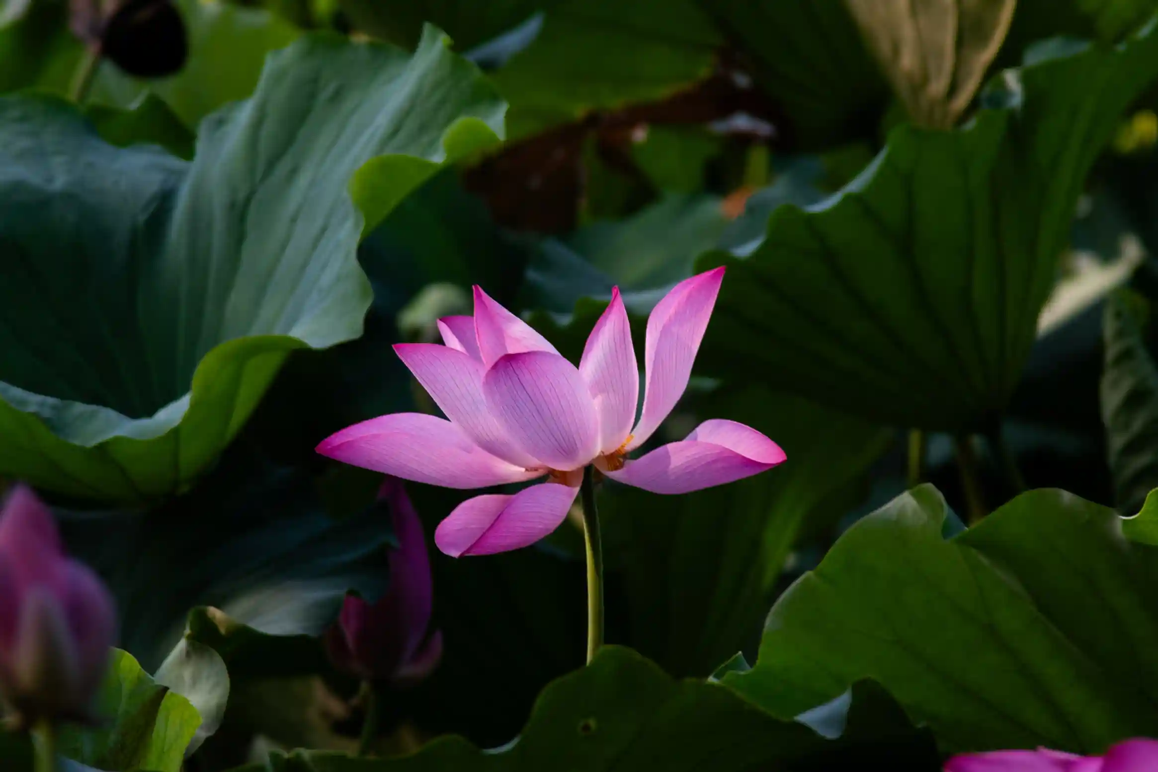 thumbnail of the cover of the post