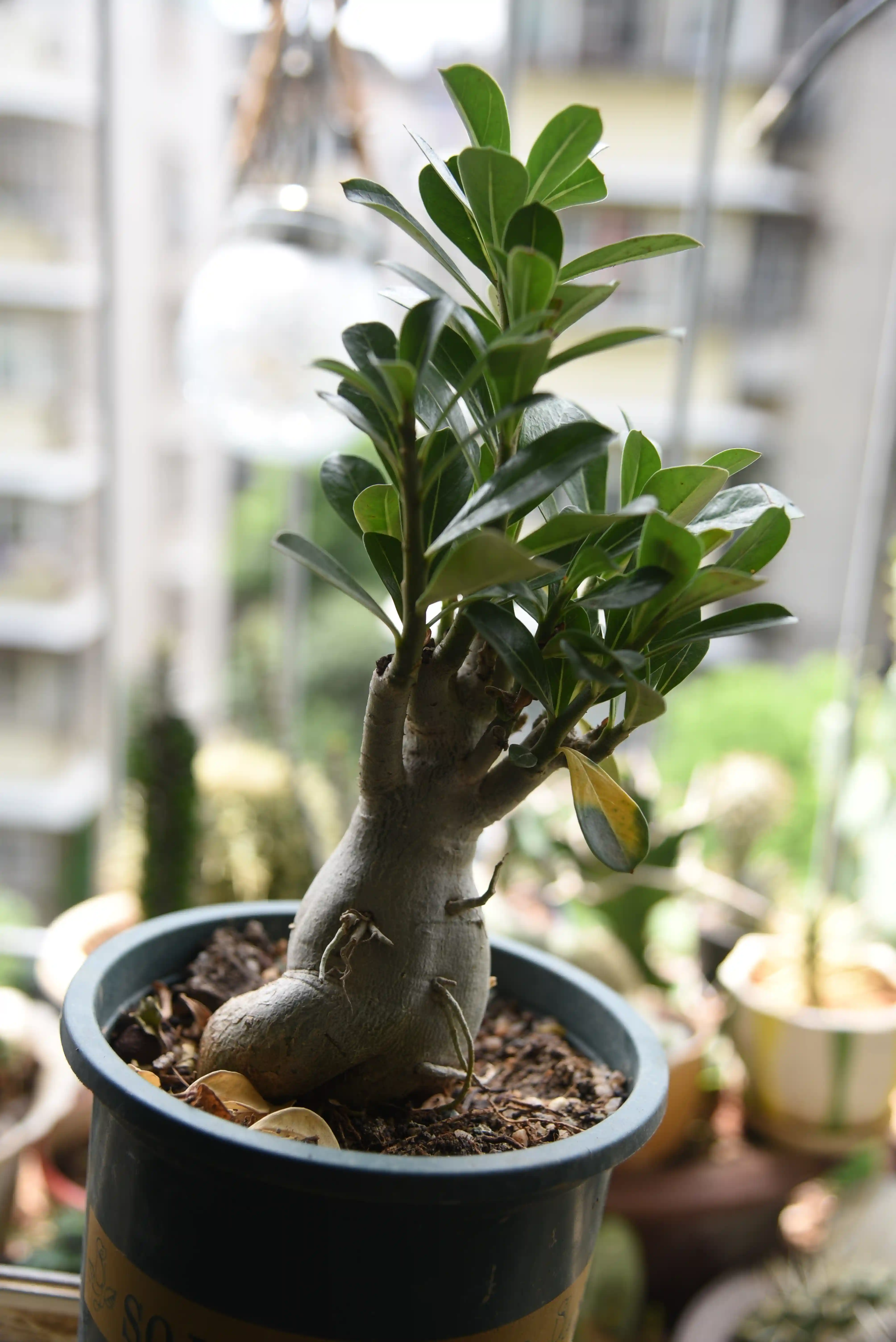 Image21-NEpm.webp