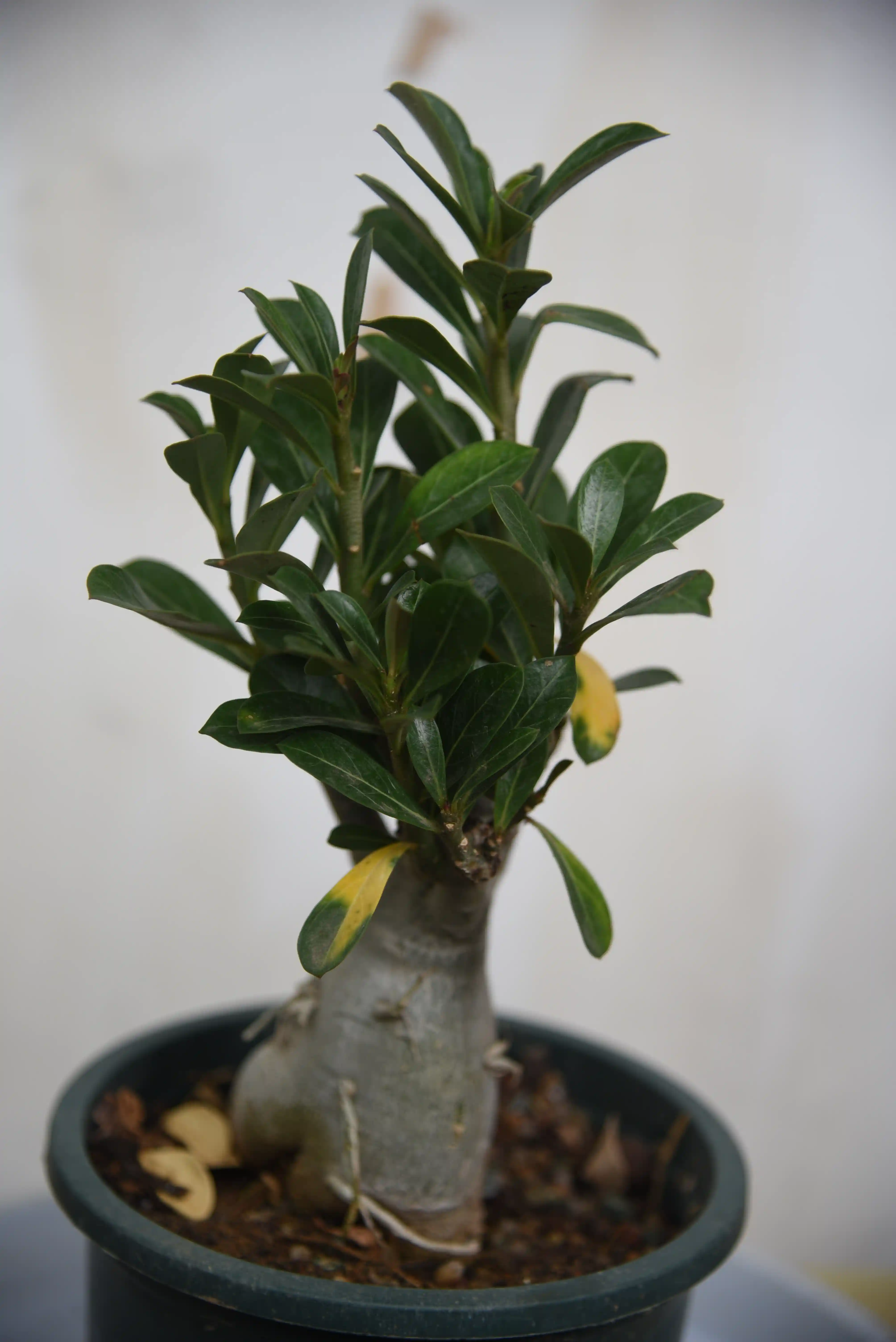 Image22-XzCQ.webp