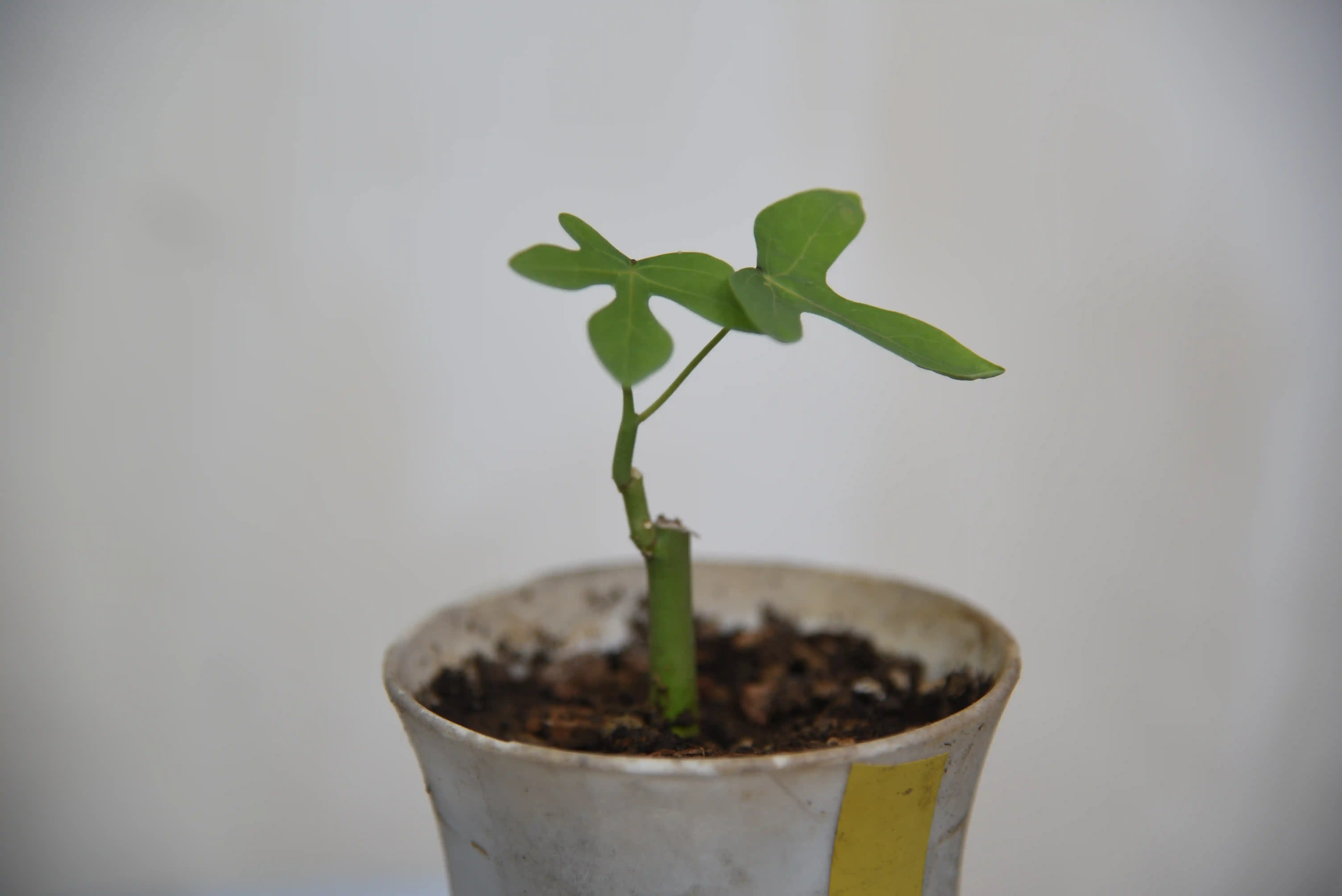 Image29-vVsX.webp