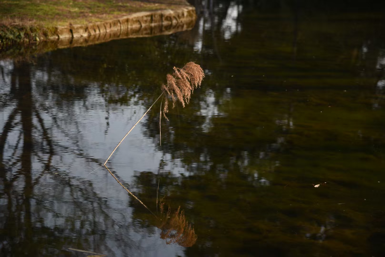 large picture of the cover