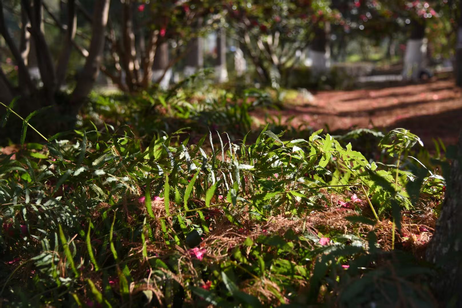 The cover picture of the next content