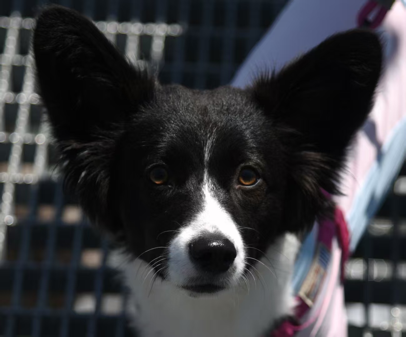 The cover picture of the next content